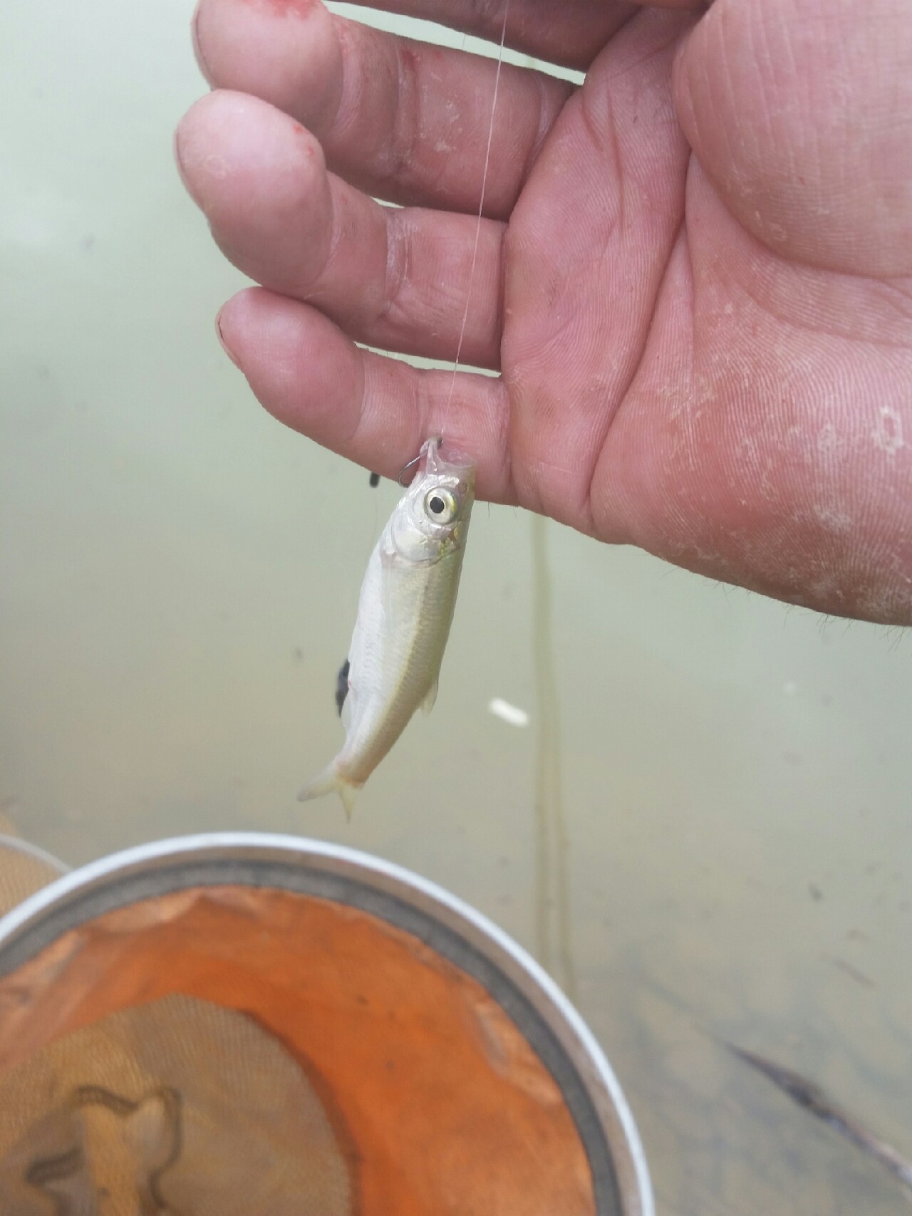 喜欢你！515狂拉不断！探钓永春红五一水库