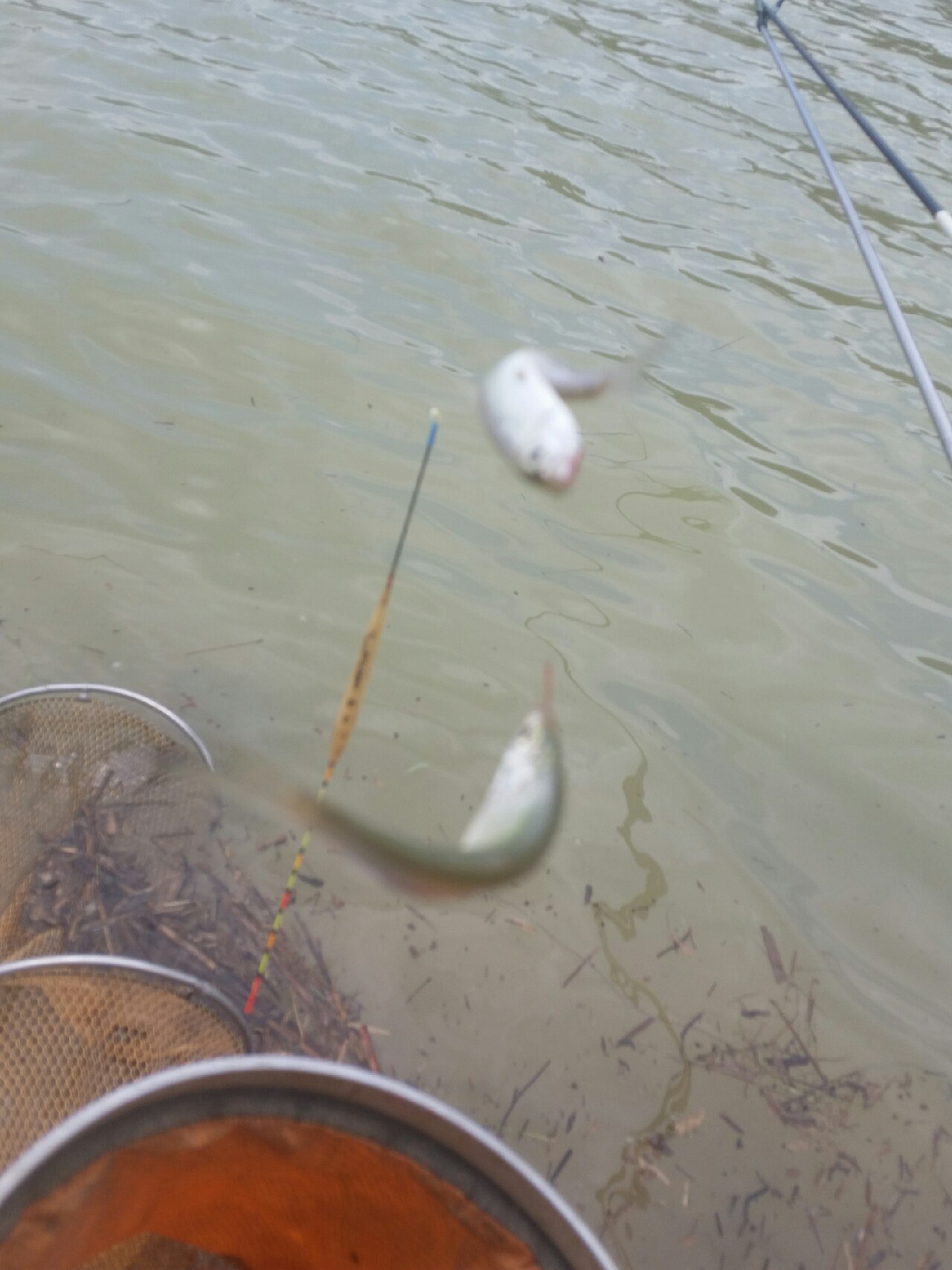 喜欢你！515狂拉不断！探钓永春红五一水库