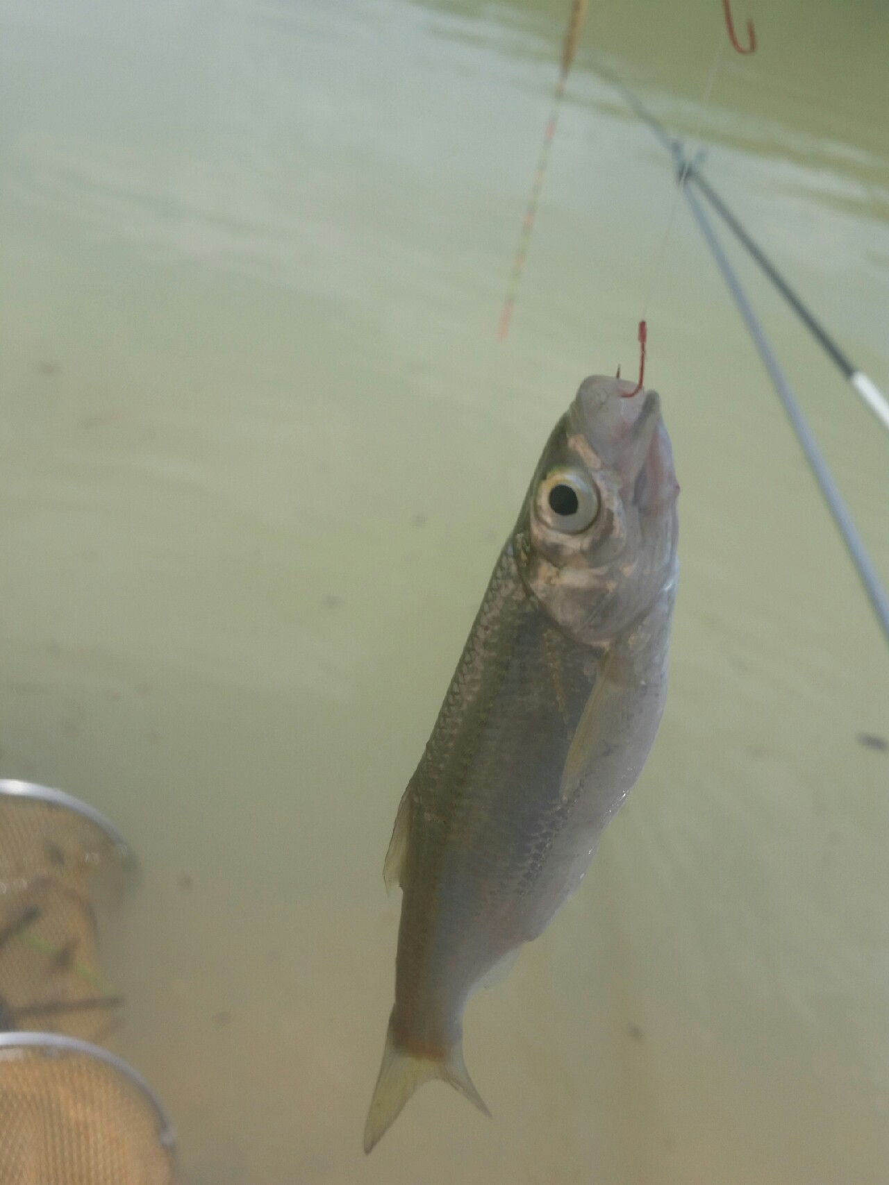 喜欢你！515狂拉不断！探钓永春红五一水库