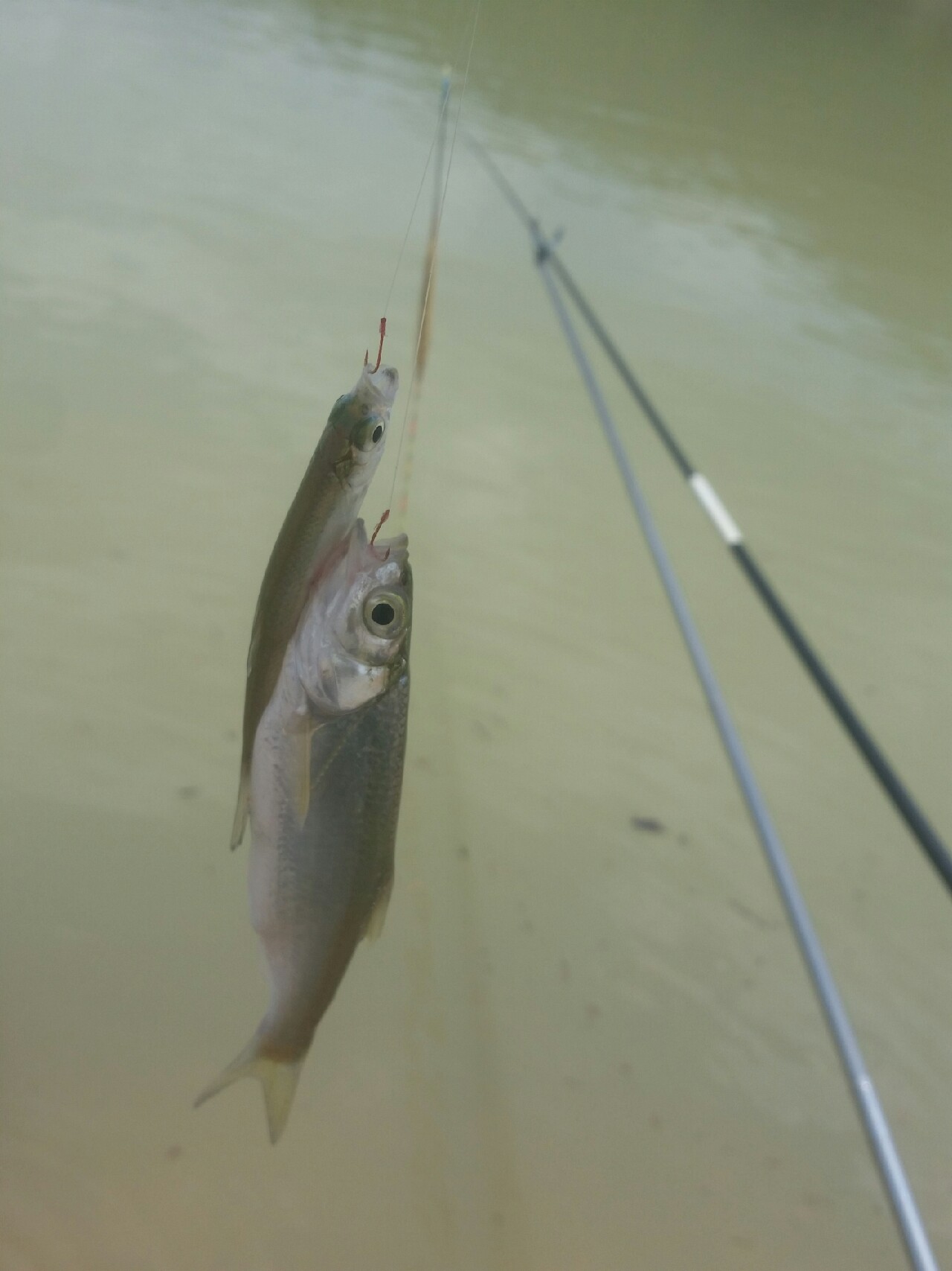 喜欢你！515狂拉不断！探钓永春红五一水库