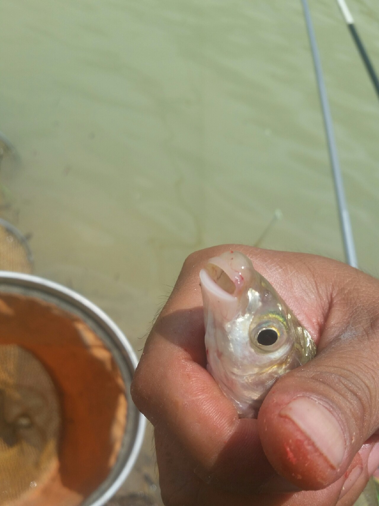 喜欢你！515狂拉不断！探钓永春红五一水库