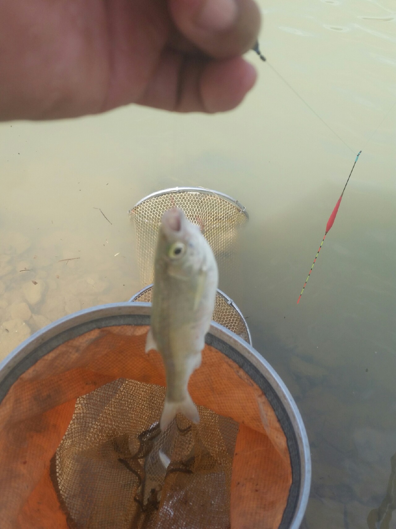 喜欢你！515狂拉不断！探钓永春红五一水库