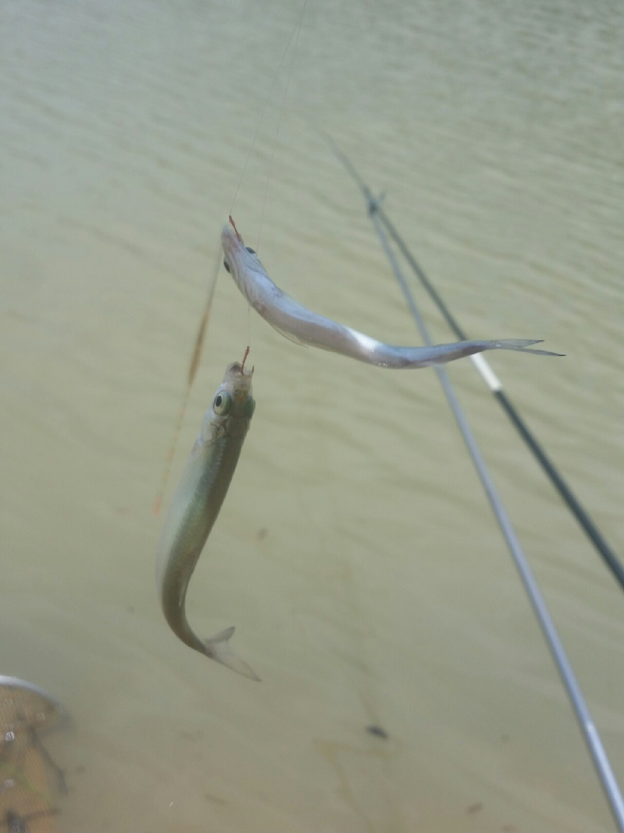 喜欢你！515狂拉不断！探钓永春红五一水库