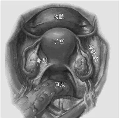 健康|含而不露镇中堂:神奇的子宫