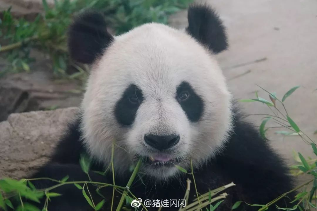 爱她不止一点甜全文免费在线阅读,爱她不止一点甜