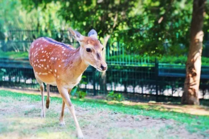 爱她不止一点甜全文免费在线阅读,爱她不止一点甜