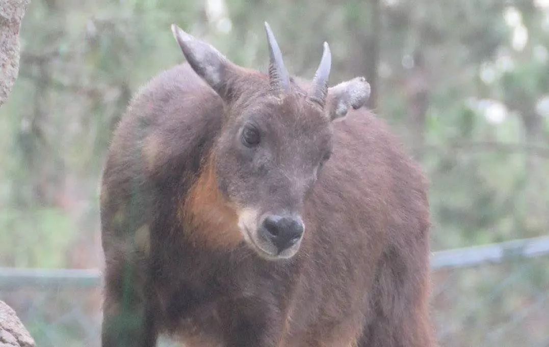 爱她不止一点甜全文免费在线阅读,爱她不止一点甜