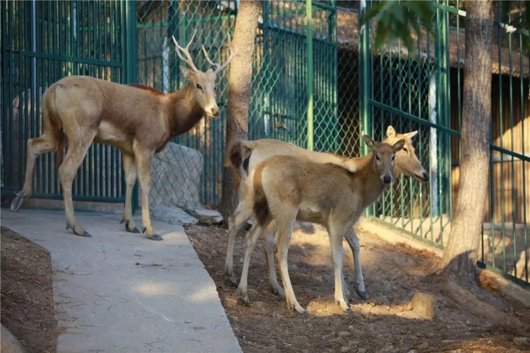 爱她不止一点甜全文免费在线阅读,爱她不止一点甜