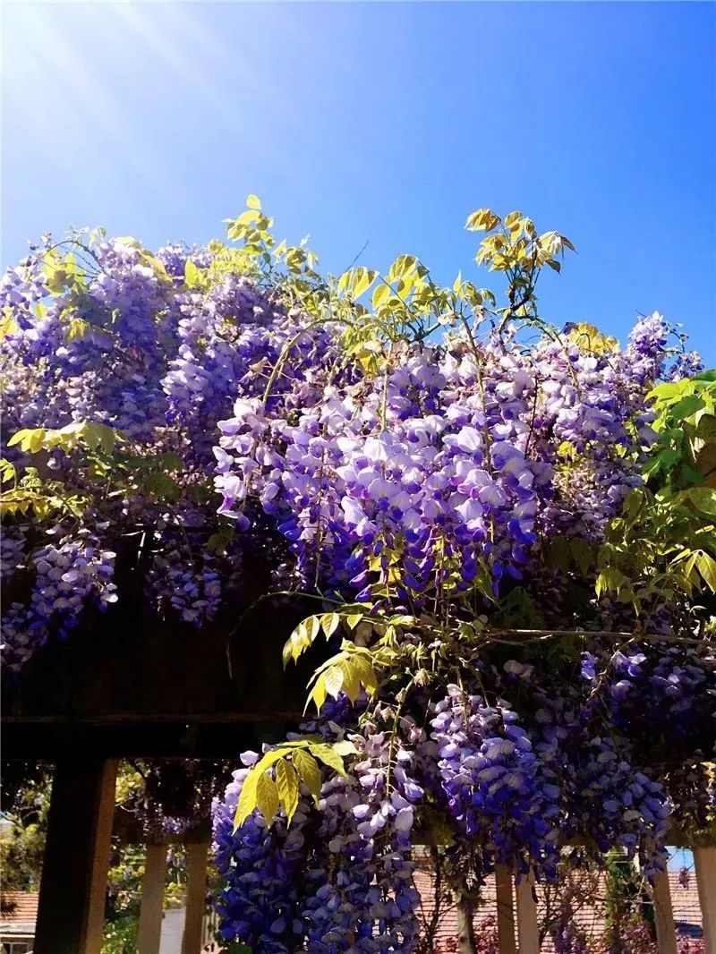 爱她不止一点甜全文免费在线阅读,爱她不止一点甜