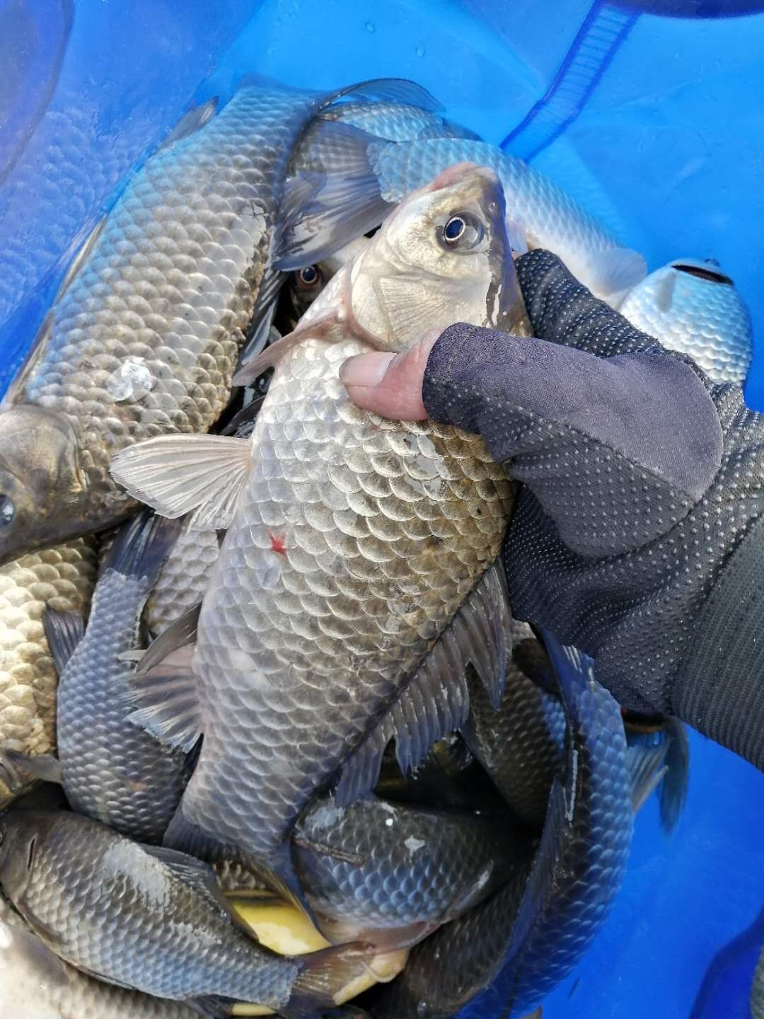 普通自制串钩最简单方法,如何自制马口串钩