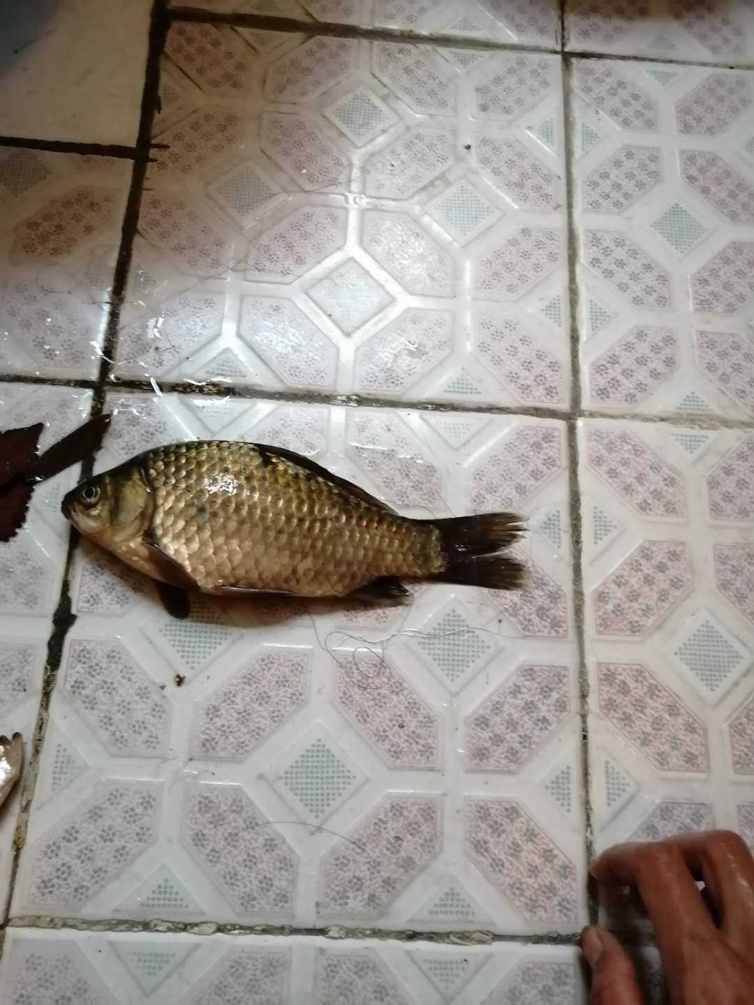 普通自制串钩最简单方法,如何自制马口串钩