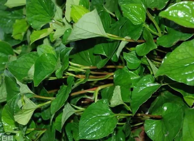 客家狗贴耳叫什么,狗贴耳贴的功效