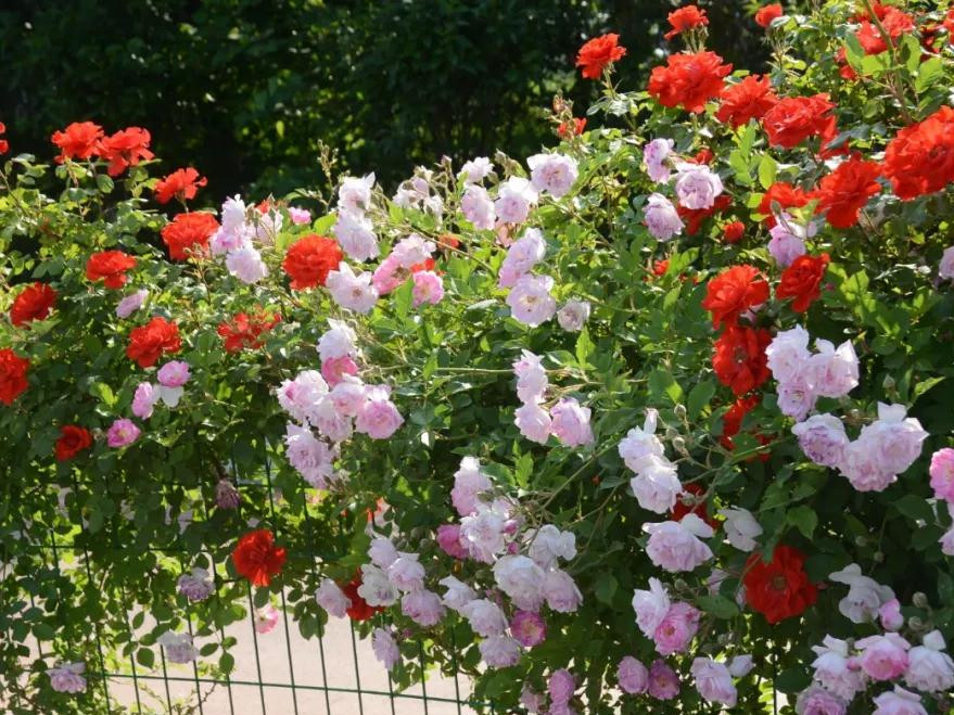 月季花海惊艳了初夏处处花开,月季花海芬芳醉人
