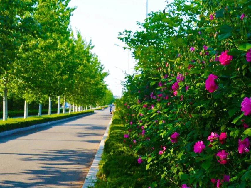 月季花海惊艳了初夏处处花开,月季花海芬芳醉人