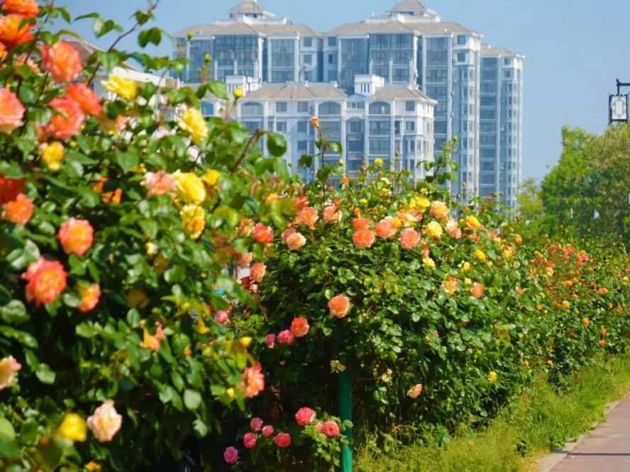 月季花海惊艳了初夏处处花开,月季花海芬芳醉人