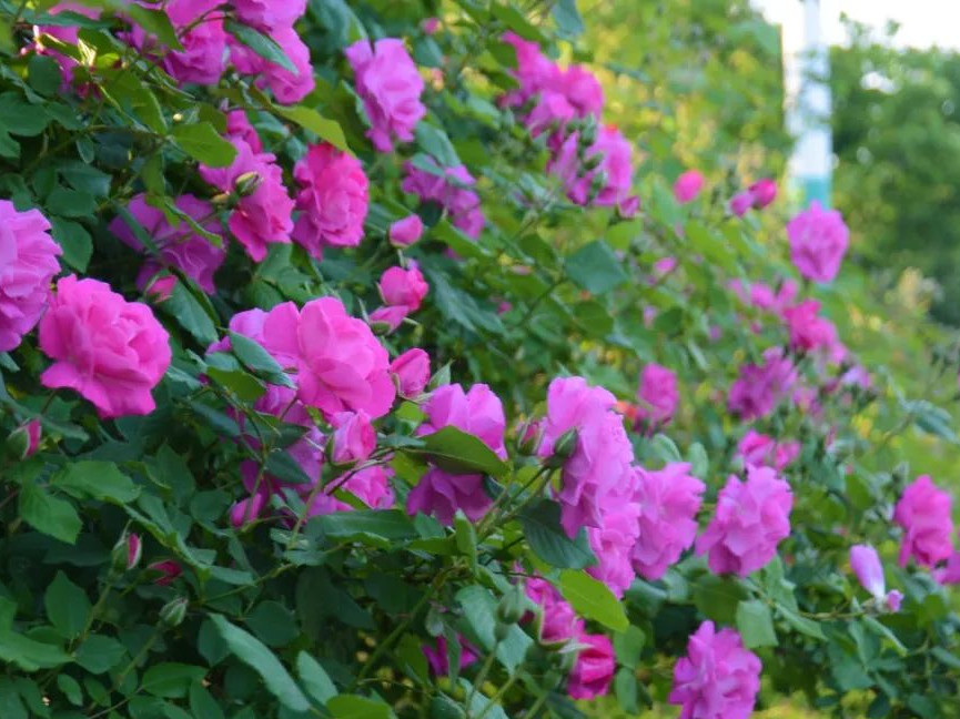 月季花海惊艳了初夏处处花开,月季花海芬芳醉人