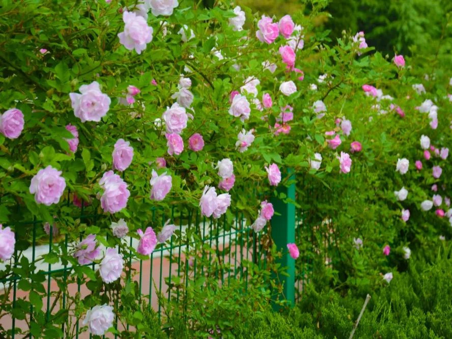 月季花海惊艳了初夏处处花开,月季花海芬芳醉人
