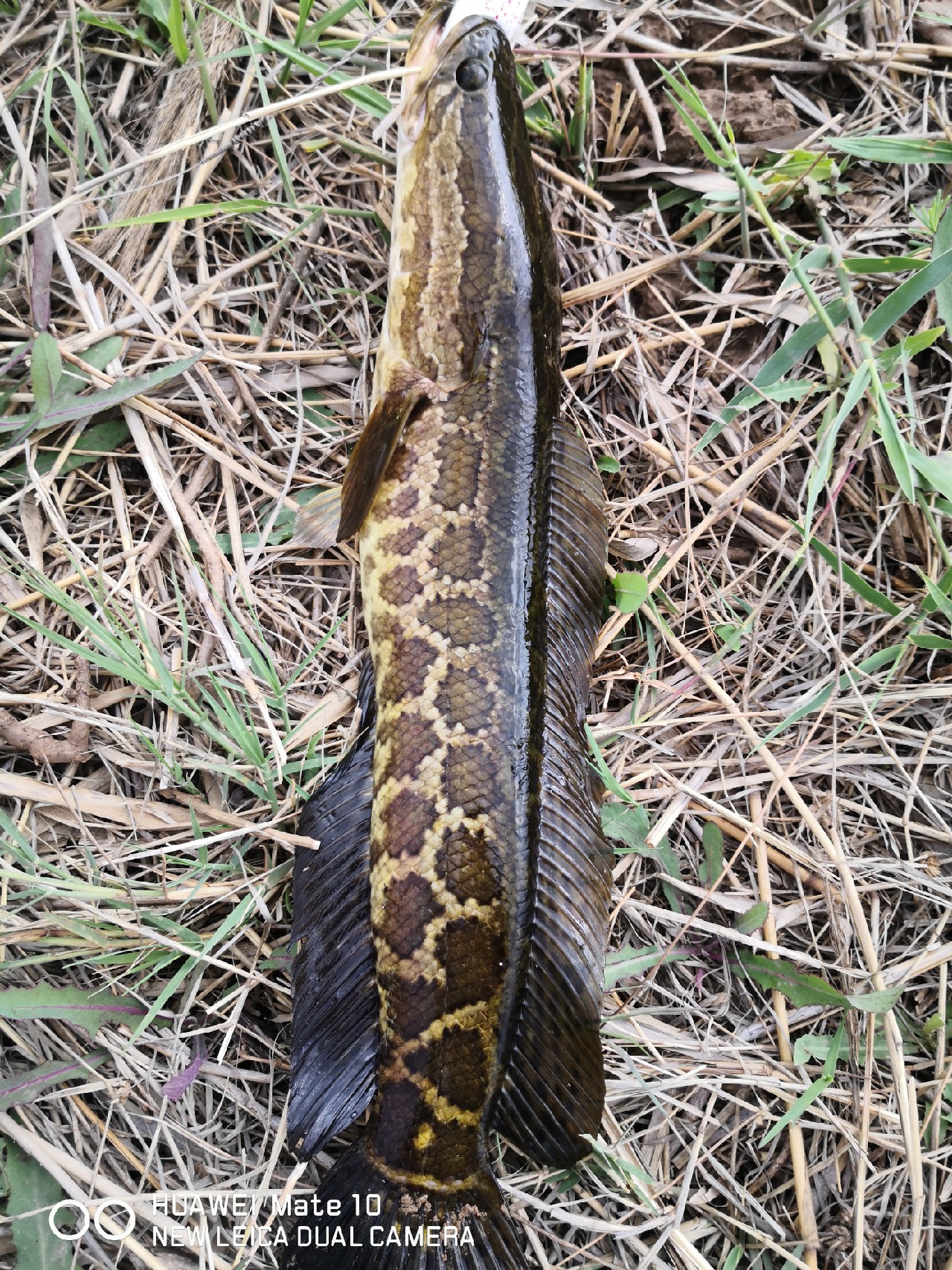 路亚怎么打黑的,路亚打黑怎样打