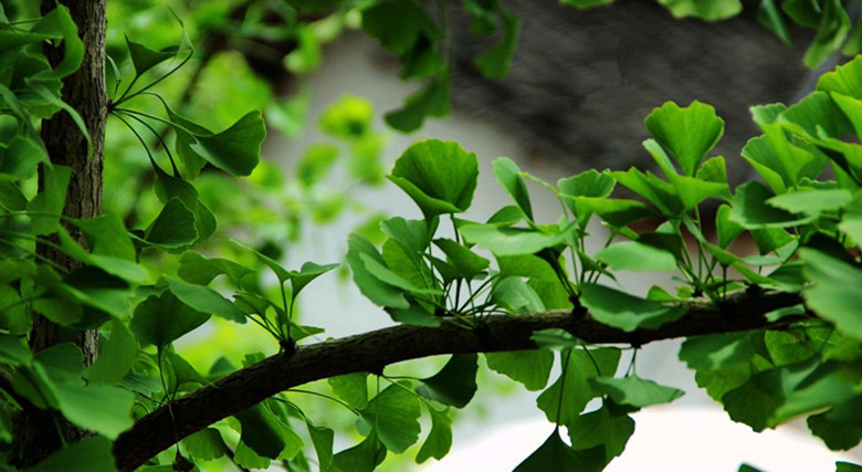 二十四节气歌顺口溜是谁编的,二十四节气顺口溜完整版下载
