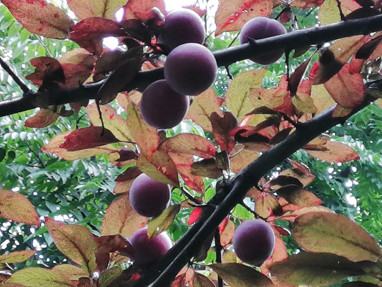 二十四节气歌顺口溜是谁编的,二十四节气顺口溜完整版下载