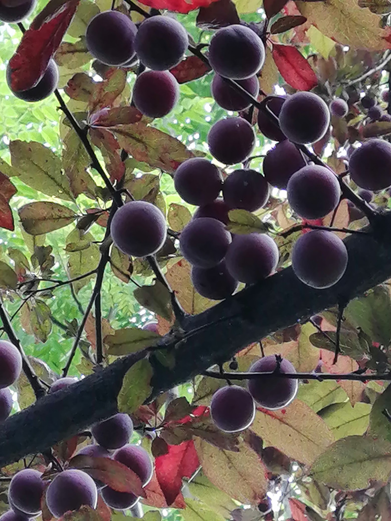 二十四节气歌顺口溜是谁编的,二十四节气顺口溜完整版下载