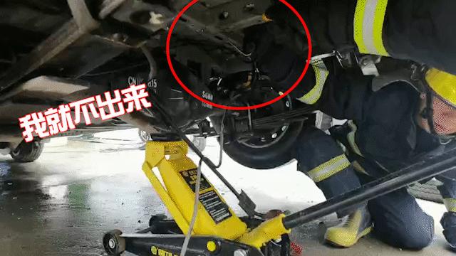 惊悚！锡城近日，蛇出没频繁，遇到它这么办？戳→