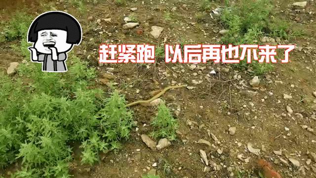 惊悚！锡城近日，蛇出没频繁，遇到它这么办？戳→