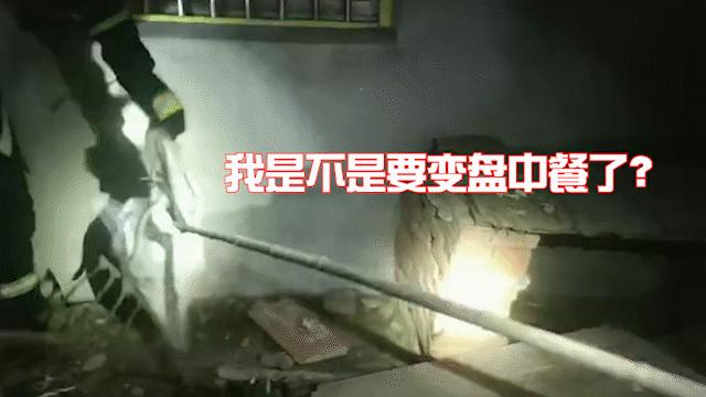 惊悚！锡城近日，蛇出没频繁，遇到它这么办？戳→