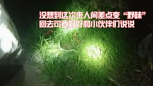 惊悚！锡城近日，蛇出没频繁，遇到它这么办？戳→