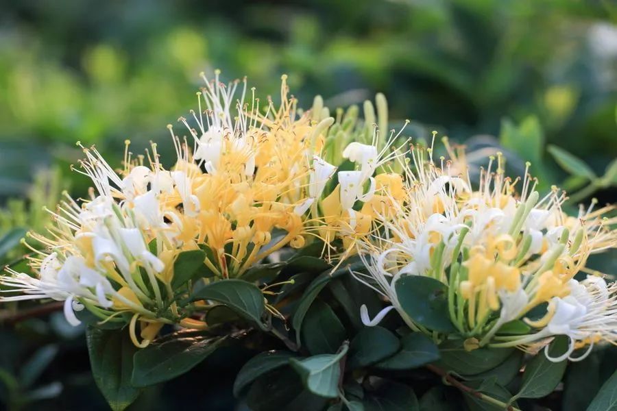 榆黄蘑立体种植,藜麦紫苏