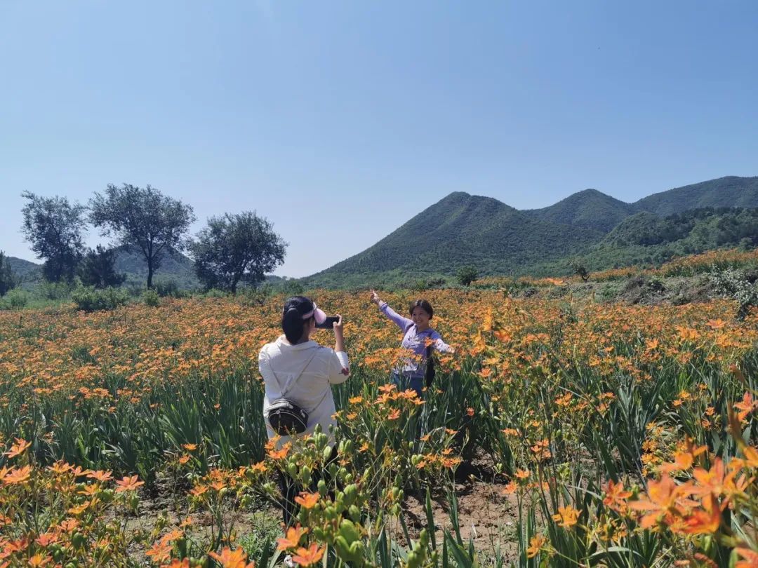 榆黄蘑立体种植,藜麦紫苏