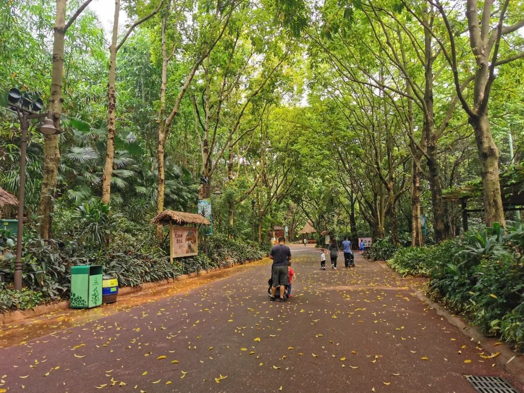 广州长隆野生动物世界何时建成,广州长隆野生动物园有白狮
