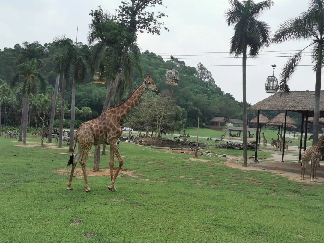 广州长隆野生动物世界何时建成,广州长隆野生动物园有白狮