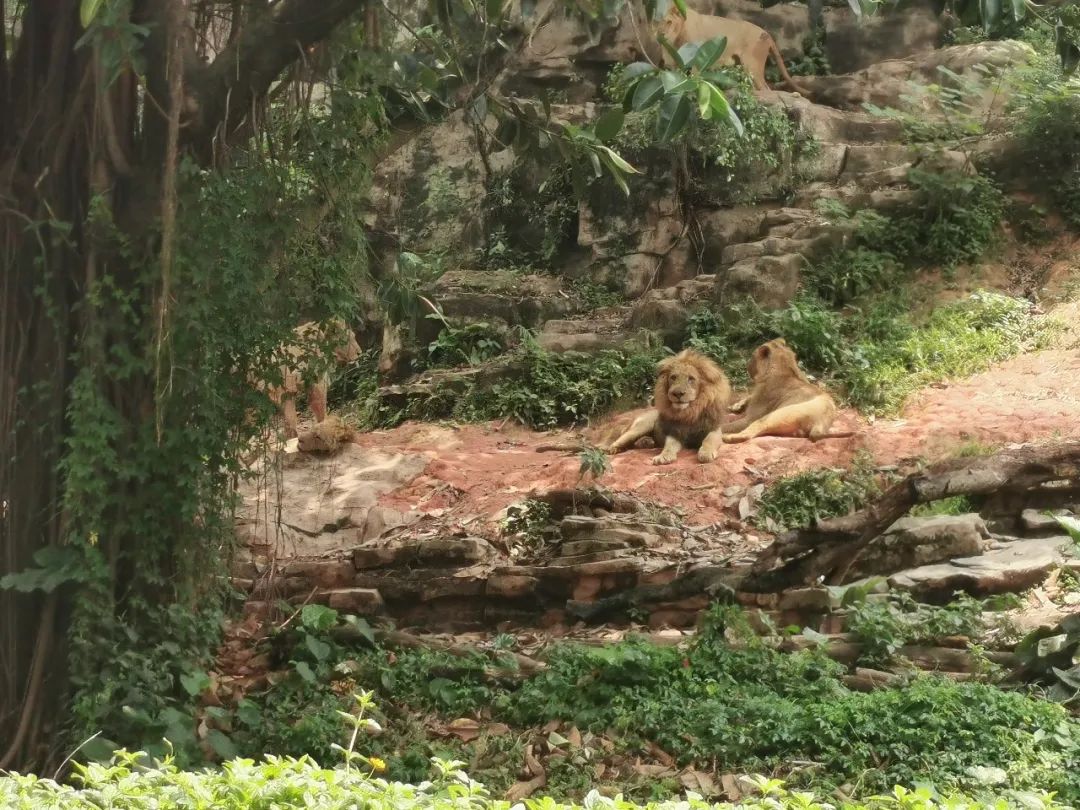 广州长隆野生动物世界何时建成,广州长隆野生动物园有白狮