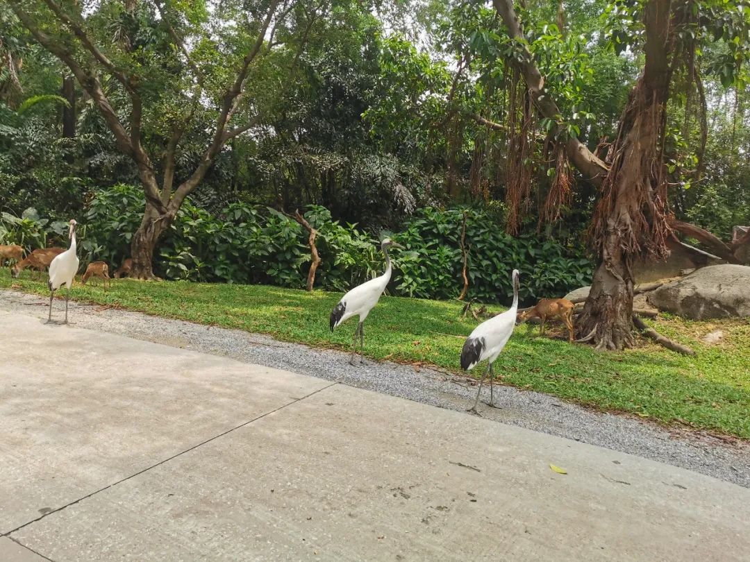 广州长隆野生动物世界何时建成,广州长隆野生动物园有白狮