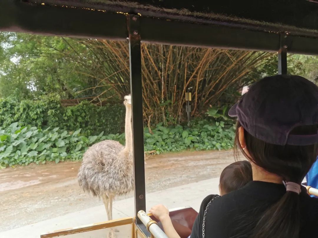 广州长隆野生动物世界何时建成,广州长隆野生动物园有白狮