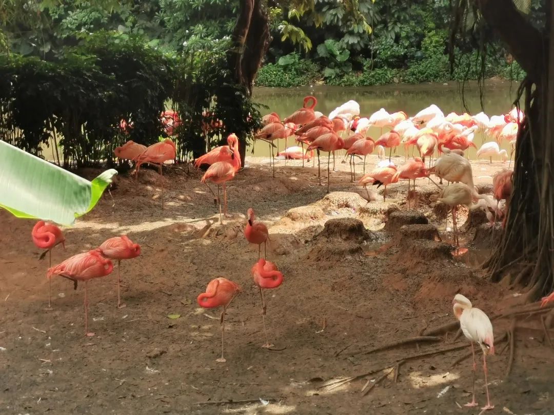广州长隆野生动物世界何时建成,广州长隆野生动物园有白狮