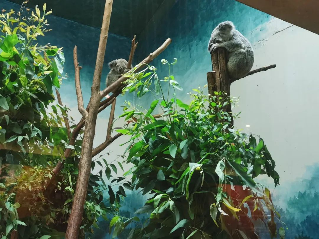 广州长隆野生动物世界何时建成,广州长隆野生动物园有白狮