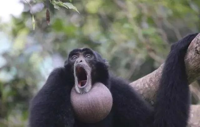 广州长隆野生动物世界何时建成,广州长隆野生动物园有白狮