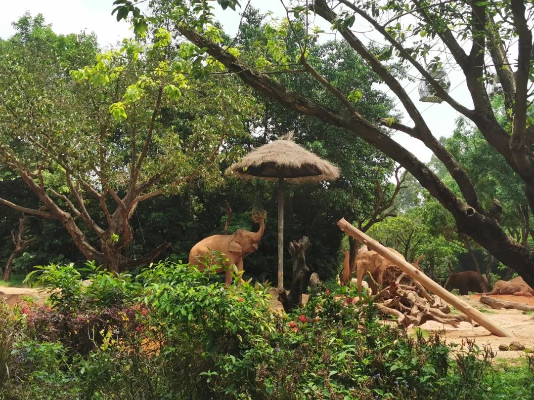 广州长隆野生动物世界何时建成,广州长隆野生动物园有白狮