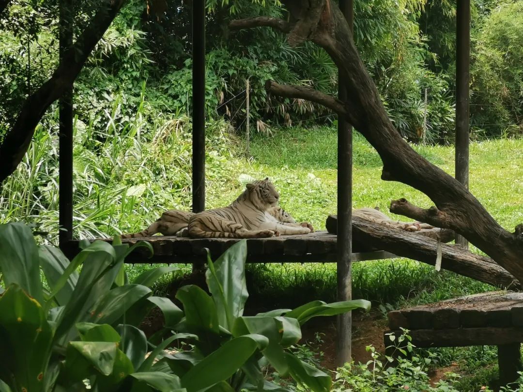 广州长隆野生动物世界何时建成,广州长隆野生动物园有白狮