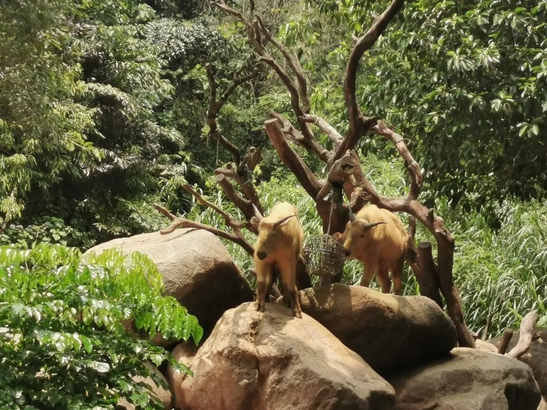 广州长隆野生动物世界何时建成,广州长隆野生动物园有白狮