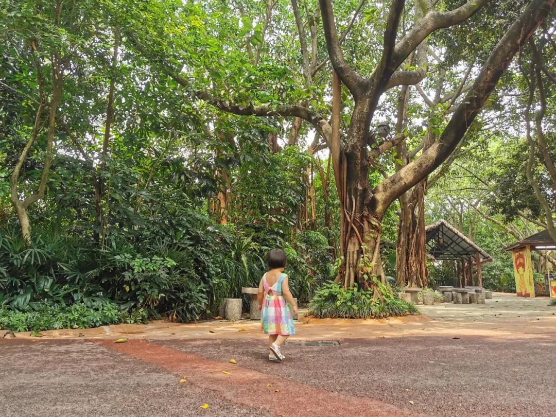 广州长隆野生动物世界何时建成,广州长隆野生动物园有白狮