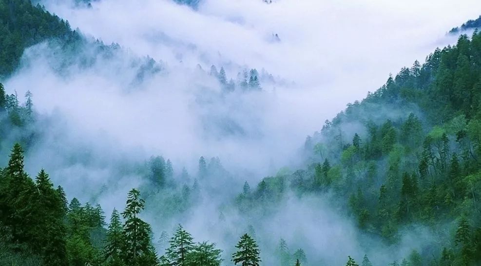 香到舔杯,状似奶油的椴树雪蜜条,是我吃过最好的蜂蜜