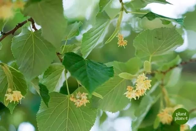 香到舔杯,状似奶油的椴树雪蜜条,是我吃过最好的蜂蜜