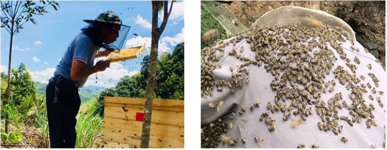 香到舔杯,状似奶油的椴树雪蜜条,是我吃过最好的蜂蜜