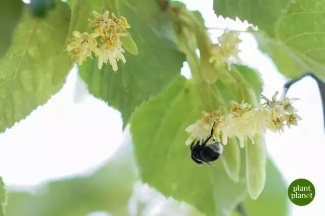 香到舔杯,状似奶油的椴树雪蜜条,是我吃过最好的蜂蜜