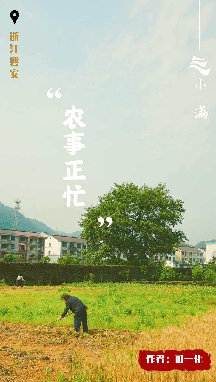 创意小满海报,小满海报设计