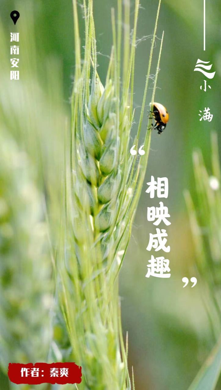 创意小满海报,小满海报设计