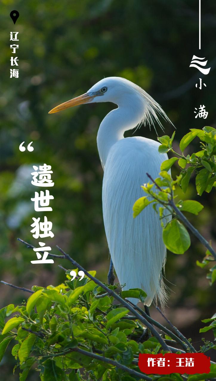 创意小满海报,小满海报设计